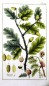 Preview: Eiche Litho